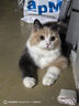 华元宠具（hoopet）猫咪伊丽莎白圈幼猫项圈宠物狗狗耻辱颈圈脖圈头套犬防舔防咬头罩 实拍图