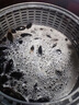RASW【德国】去农残果蔬清洗机家用肉菜净化器去农药残留臭氧气泡消毒洗菜机 白色【11升大容量 8种食材模式】 晒单实拍图