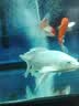 森森（SUNSUN）鱼缸增氧泵水族箱氧气泵家用小型充氧泵 5W双孔+100mm单细化套餐【气泡更细腻】 实拍图