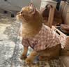 MUJI双层纱织 宠物衬衫 宠物用品 宠物家居服小型犬适用 粉色格纹 XL 实拍图