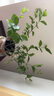 临雅茉莉花水培植物盆栽办公室内桌面好养懒人鲜花绿植九里香水养花卉 茉莉花1盆5-7株高30-40cm-带根 实拍图