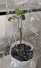 多色重瓣三角梅盆栽花苗耐寒老桩爬藤植物阳台庭院室内外好养花卉植物当年开花三角梅树苗 绿樱 三年苗 实拍图
