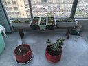 花沃里花盆大号带托盘2个装 阳台种菜盆种植箱育苗盘多肉长方形塑料花盆 实拍图