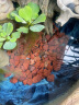 派乐特鱼缸滤材水族箱底砂龟多肉装饰造景摆件增色降酸水质火山石岩1kg 实拍图