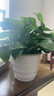 九千谷绿萝盆栽除甲醛室内桌面绿植盆景百搭植物自吸盆4盆源头直发 实拍图