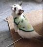 阿莫尔小狗狗猫咪衣服夏季薄款泰迪比熊博美背心宠物小型幼犬透气防掉毛 牛油果（夏季） XL 建议9-12斤 背长37cm 实拍图