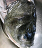 沢素湾千岛湖胖头鱼 千岛湖活鱼淡水花鲢鳙大头鱼包头 5-40斤节礼盒 5斤活鱼 实拍图