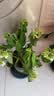 花翁绣球花苗无尽夏大花幸运八仙花阳台室内庭院花卉盆栽植物源头直发 实拍图