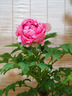 奥之心（OM SYSTEM）75-300mm F4.8-6.7 超远摄变焦镜头 奥林巴斯微单镜头 等效150-600mm 实拍图