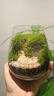 苔藓微景观创意桌面微观造景植物摆件礼物减压绿植生态瓶diy材料 精灵小镇-成品-白发藓换成小灰藓 晒单实拍图