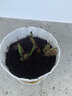 花无痕 玫瑰花苗 当年开花绿植盆栽室内外花卉观花植物庭院阳台蔷薇月季 A玫瑰花苗3棵（颜色随机） 实拍图