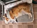 多可特狗窝凉席夏季狗窝猫垫子猫窝狗垫子藤编猫咪窝地垫宠物床宠物冰垫 凉席款,85*60CM 实拍图