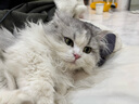 KONOKO狗狗开结喷雾护毛素猫咪精油免水洗防打结静电顺毛除臭喷剂 实拍图