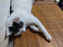 维倍思绿十字猫草片  维倍思VET'S BEST 美国进口猫咪化毛球片 60片 实拍图
