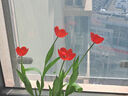 耘淘郁金香种球水培5度球花卉绿植种子土培植物水养盆栽室内室外耐寒 庄园红 红色印象5球+2包肥料 实拍图