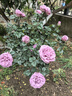 景郁春 JIRYUCUR树桩月季棒棒糖花苗特大花朵花卉植物树状月季粉色系源头直发 实拍图