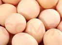 柴小旦农家散养五谷喂养新鲜土鸡蛋单枚 10枚装 实拍图