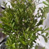 石榴花盆栽果树苗带果观赏可食用室内阳台四季开绿植盆景花卉旺宅 加仑盆+精品石榴花30-40cm高 含盆 实拍图