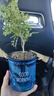 绿有意绿植盆栽多肉花卉盆栽植物室内桌面水培绿植办公室客厅植物懒人 驱蚊3盆】清香木+九里香+竹柏 实拍图