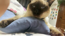 柒哦猫咪项圈铃铛新年猫猫幼猫脖子饰品宠物小猫脖圈蓝猫狗狗装饰项链 红色中国风【招财纳福】 实拍图