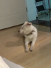 台派狗粮4斤冻干双拼全价全期成犬幼犬小型犬泰迪通用狗干粮2kg 实拍图