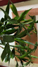 绿有意富贵竹水培植物转运竹花卉绿植室内盆栽绿水养带根鲜花发萝财 富贵竹65-75cm6棵+营养液+生根粉 不含盆 实拍图
