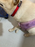 多尼斯（DOGNESS）狗狗牵引绳遛狗绳狗链子项圈幼小型犬泰迪贵宾比熊博美柯基 红S 实拍图