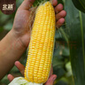 北蔬 水果玉米种子苗四季超甜生吃玉米种籽四季种 美珍206玉米种子50g 实拍图
