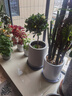 意轩 【带花苞】阳台室内盆栽花卉栀子花树苗大叶绿植四季开花枝子花 独杆栀子花【6年苗】【一月左右长花苞】 不含盆 实拍图