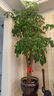 Only you【2小时达】发财树大型盆栽绿植花卉室内客厅办公室开业乔迁送礼 富贵树 实拍图