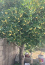 欧博桂花树大树大型庭院原生地栽桂花树苗八月桂金桂四季桂丹桂沉香桂 金桂【原生】 4公分粗【1.5-1.8米左右高】 实拍图