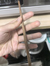 双枪（Suncha）新款鸡翅木筷子 抗菌防霉家用套装 无漆无蜡礼品筷子洗碗机耐高温 【家庭装】Logo版10双+儿童筷2双 实拍图