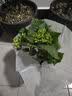 绣球花苗带花苞老桩盆栽花卉植物室内花庭院四季长开 多色 4年苗当年开花 实拍图