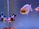 森森（SUNSUN）大型鱼缸底过滤水族箱客厅家用落地玻璃生态金鱼缸 【实时温显+灯控】经典黑 1.2米长35cm宽 实拍图