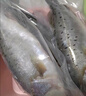 尚致鲈鱼鲜活冷冻青岛海鲈鱼花鲈鱼七星鲈鱼深海鱼新鲜海鱼 【2条】海鲈鱼2斤/条 实拍图