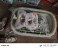 劳可里尼（NOCOLLINY）婴儿洗澡盆 可折叠宝宝浴盆新生儿用品 洗澡神器躺托 浴架 【清新绿】+悬浮垫+大礼包 材质：食品级PP原料，安全无异味 实拍图