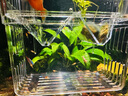 YEE淡水虾粮沉底观赏虾饲料食粮虾食虾料水晶虾粮黑壳虾虾粮蟹粮 高蛋白/靓甲促长/130g 实拍图