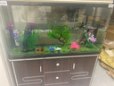 松宝中大鱼缸客厅家用落地懒人生态免换水带柜子一体自循环金鱼水族箱 100CM鱼缸(含显示屏)+造景+木柜 实拍图