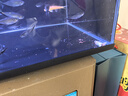 智宙 鱼缸防跳网 鱼缸雷龙防跳鱼缸盖版磁吸非隐形覆盖网鱼缸网可裁剪 鱼缸磁吸防跳网 60*30cm 实拍图