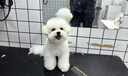 贵为（GiGwi）狗狗长腿玩具发声毛绒叫叫小型犬幼犬宠物自嗨解闷神器宠物玩具 实拍图