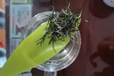 特尊2025新茶上市明前春茶7星毛尖茶叶绿茶高山嫩芽2罐共250g 实拍图