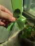 花神纪花叶康通用型花病康正品盆栽植物活性剂喷雾花卉多肉白粉黑 5瓶2喷头 实拍图