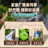 南京同仁堂 金钱草 全株广金钱草茶 可做金钱石清茶原料可泡茶煮水 实拍图