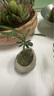 八芽海岛罗汉松指尖微型盆栽桌面小绿植迷你拇指好养植物源头直发包邮 凌云罗汉松 陶瓷盆-带盆栽好 实拍图