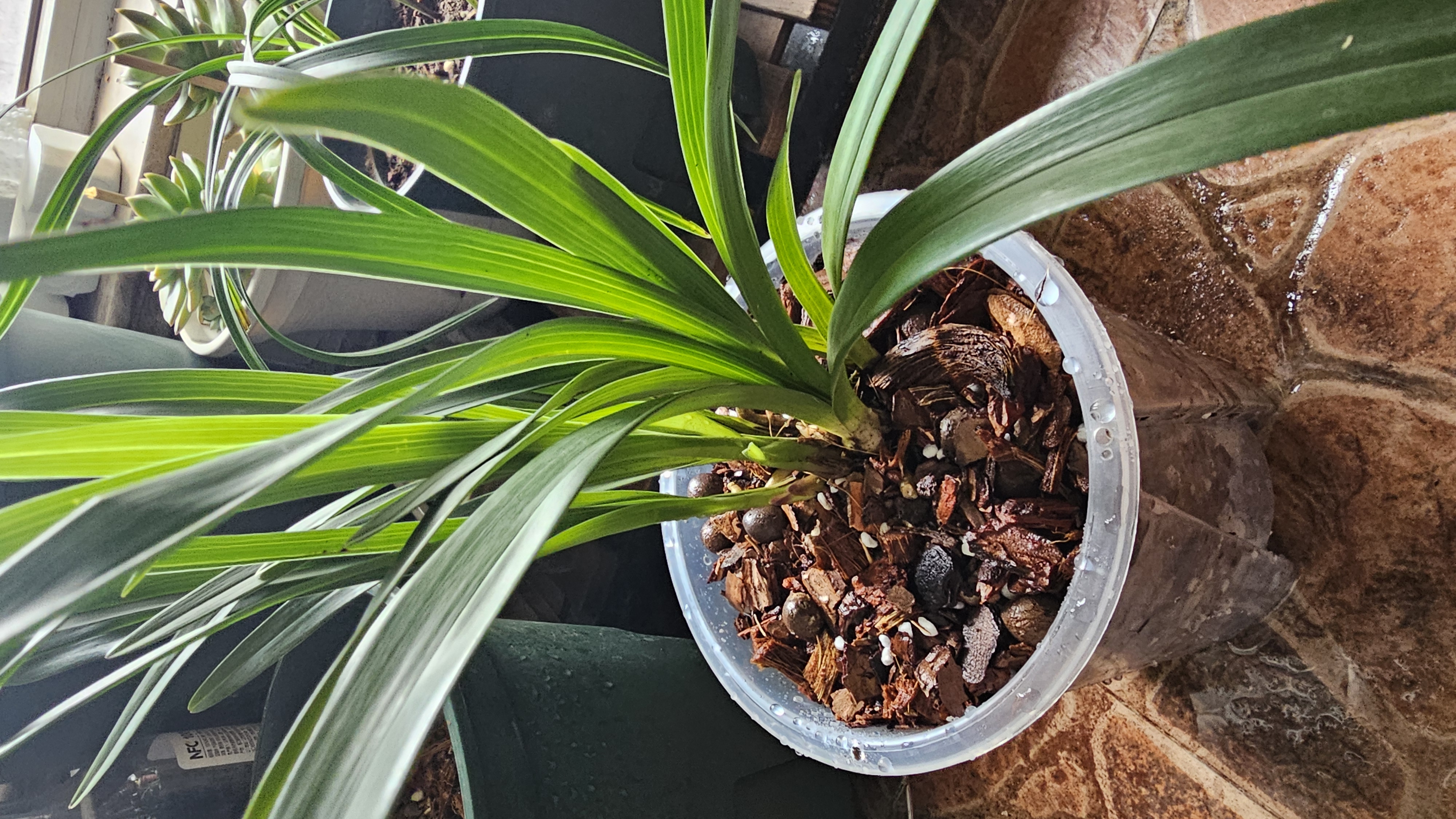 德沃多控根透明花盆14口径园艺绿植盆栽种植盆花卉种菜盆养花多肉塑料盆 实拍图