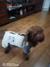 嬉皮狗（hipidog）秋冬季狗狗衣服可爱卡通四脚衣中小型犬博美泰迪小狗卫衣猫咪衣服 藏青色条纹（建议拍大一码） S（建议体重3-5斤） 实拍图