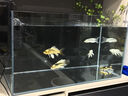 YEE鱼缸金晶超白金鱼裸缸8060家用客厅桌面小草缸龟缸玻璃生态溪流缸 80*45*45【15w过滤器+白棉+培菌石英球】 实拍图