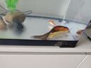 Barbarous Growth鱼缸水族箱客厅阳台家用中小型自循环懒人免换水生态塑料金鱼缸 特大号黑色【过滤氛围套餐】 实拍图