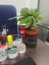 发财树盆栽大植物室内办公室桌面客厅小盆景招财树苗绿植花卉盆栽 单杆发财树 3-5cm【繁星吸水盆】 【送肥料】 实拍图