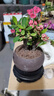 开时果 铁海棠盆栽带花发货 虎刺梅四季开花卉植物盆景绿植源头直发包邮 【推荐款】莲花陶瓷盆+圆底托 实拍图
